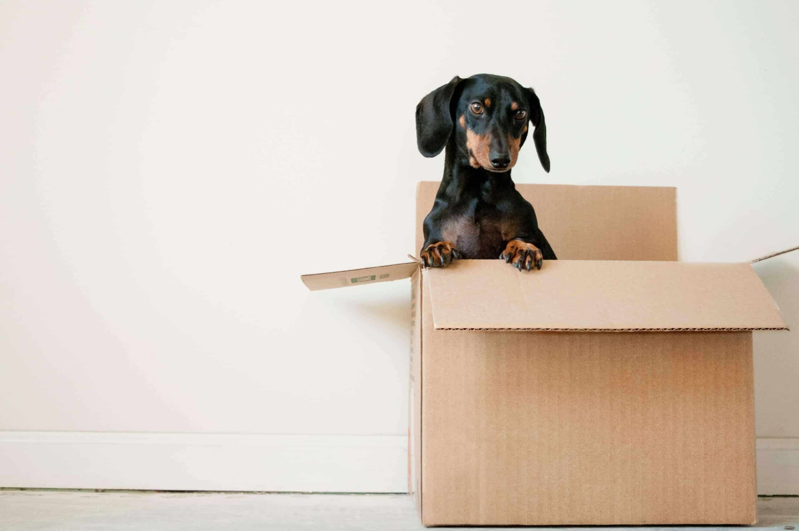 Moving a Dog in a Box