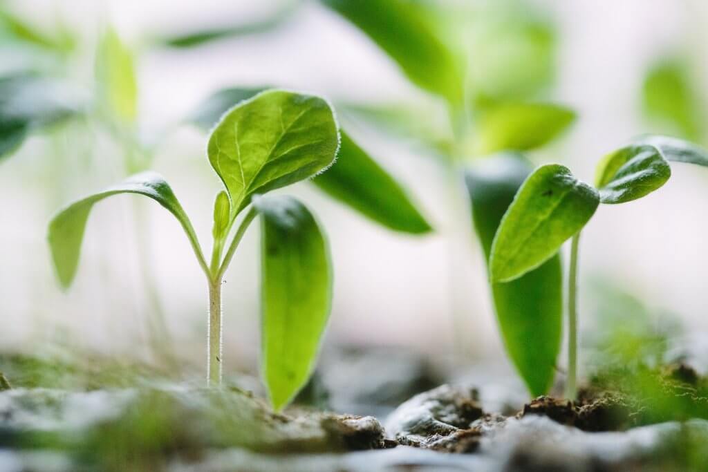 balcony garden seeds