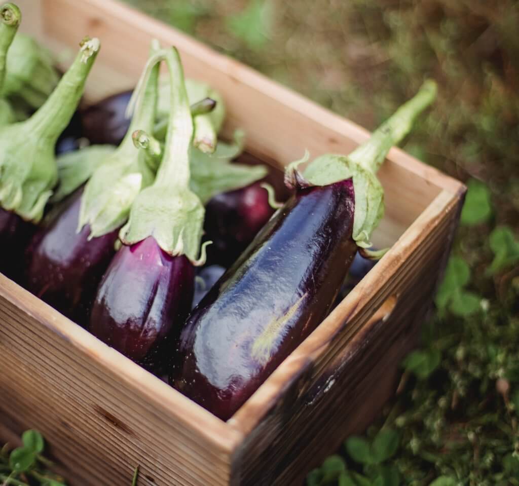 patio garden eggplant 1